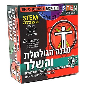 מבנה הגולגולת והשלד מבנה הגולגולת והשלד